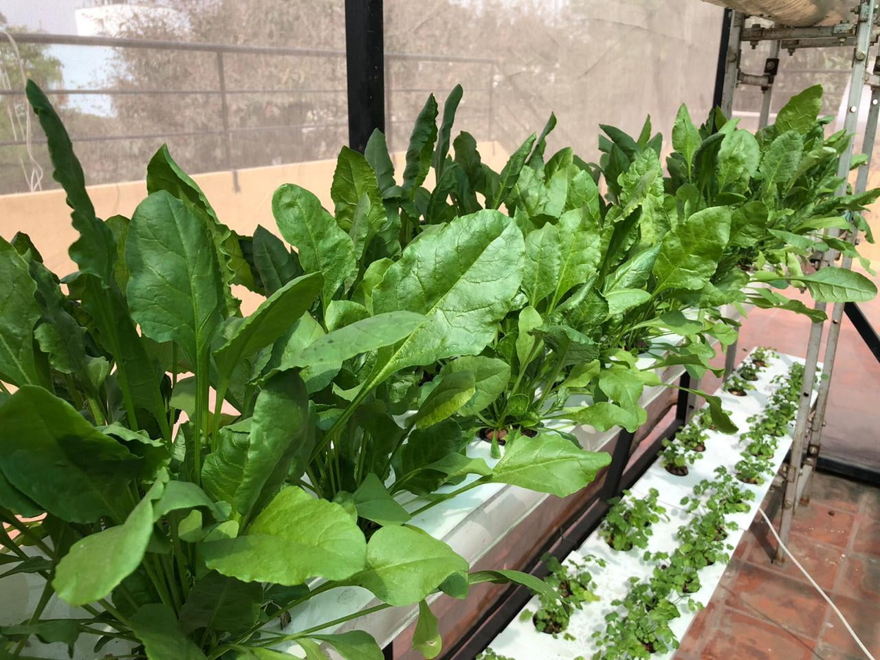 Vegetative growth stage of spinach under NFT