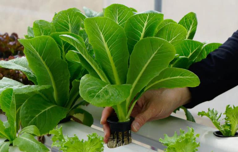 Harvest-ready spinach grown in NFT system
