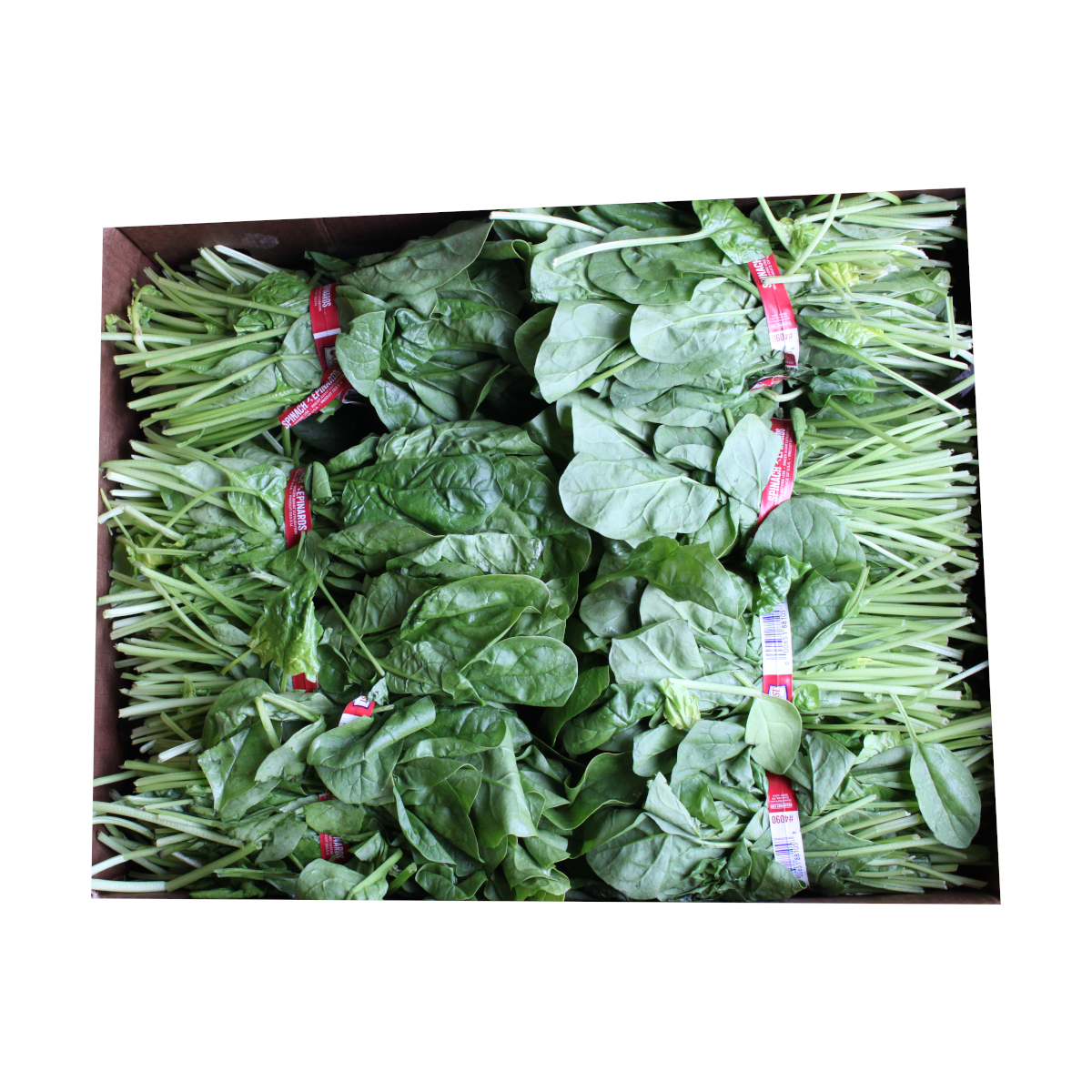 Harvested spinach grown in NFT system
