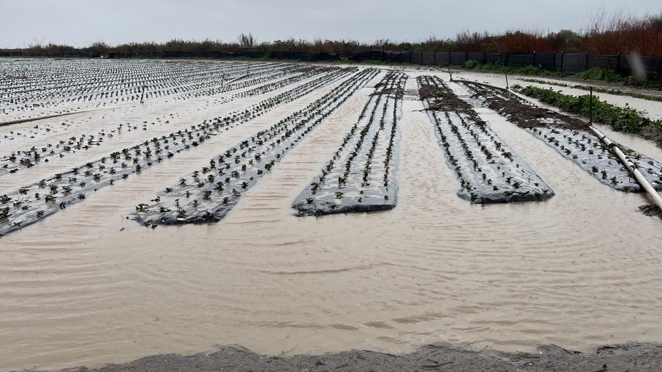 open filed rain damage California