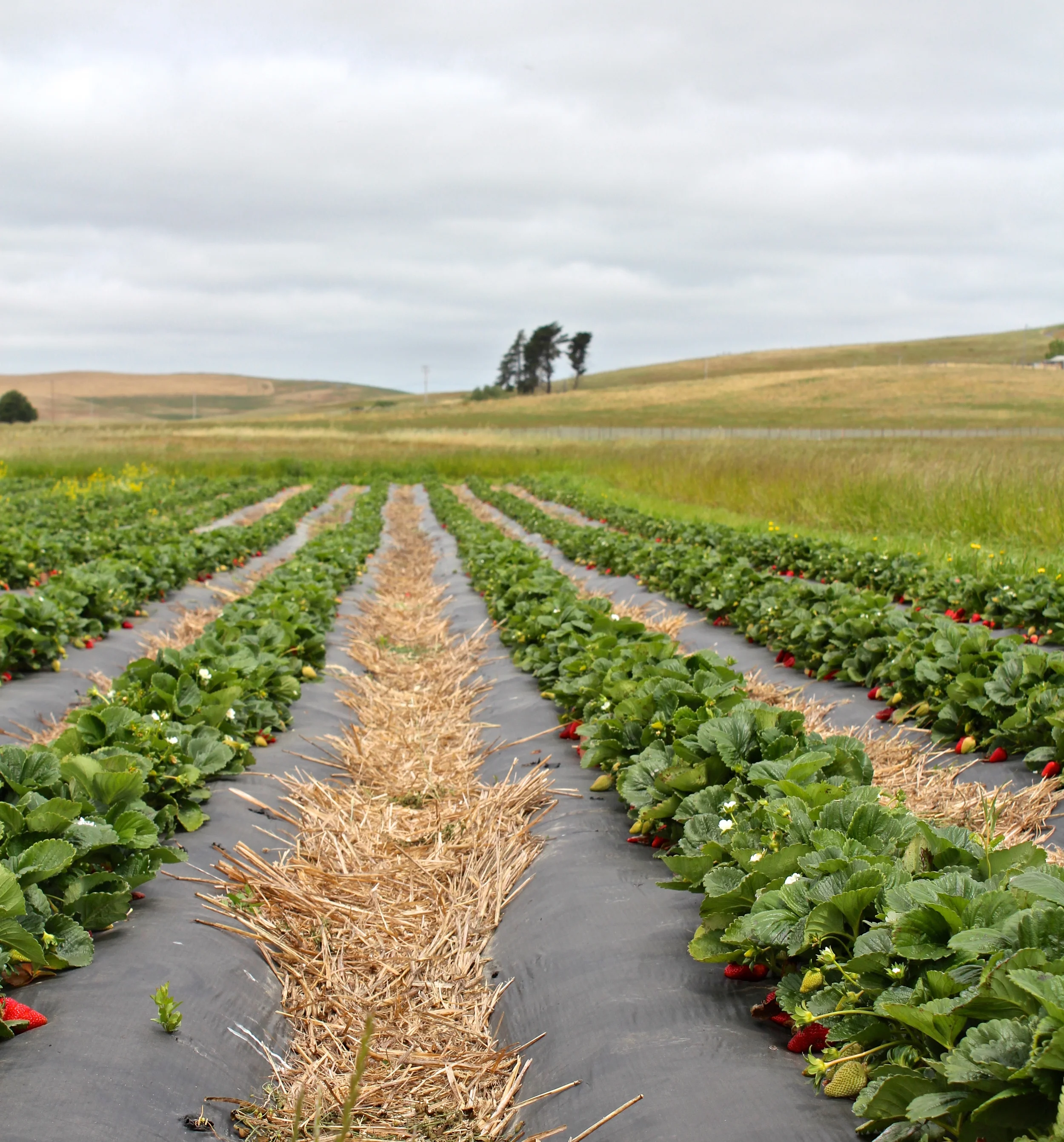 opern filed strawberry