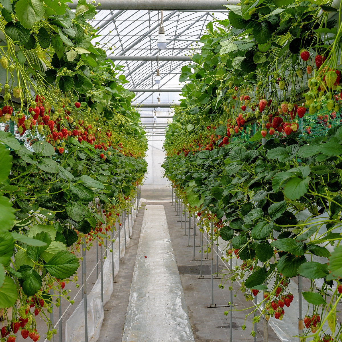 polyhouse Strawberry