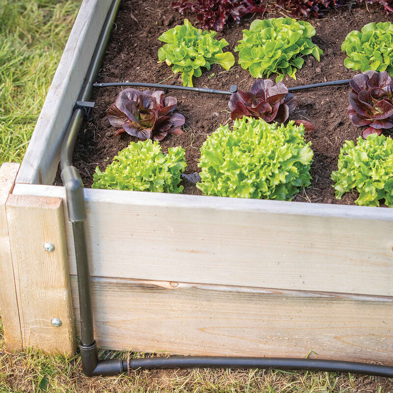 strawberry raised beds