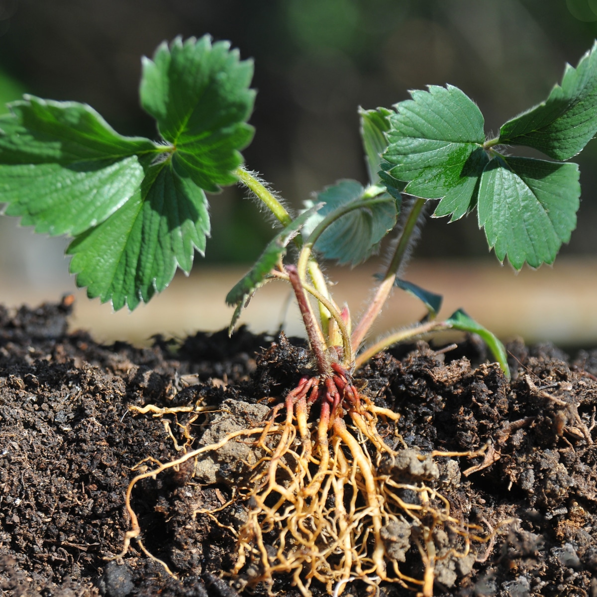 strawberry root system