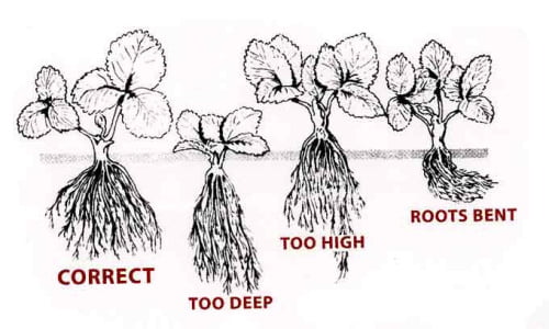 strawberry root system