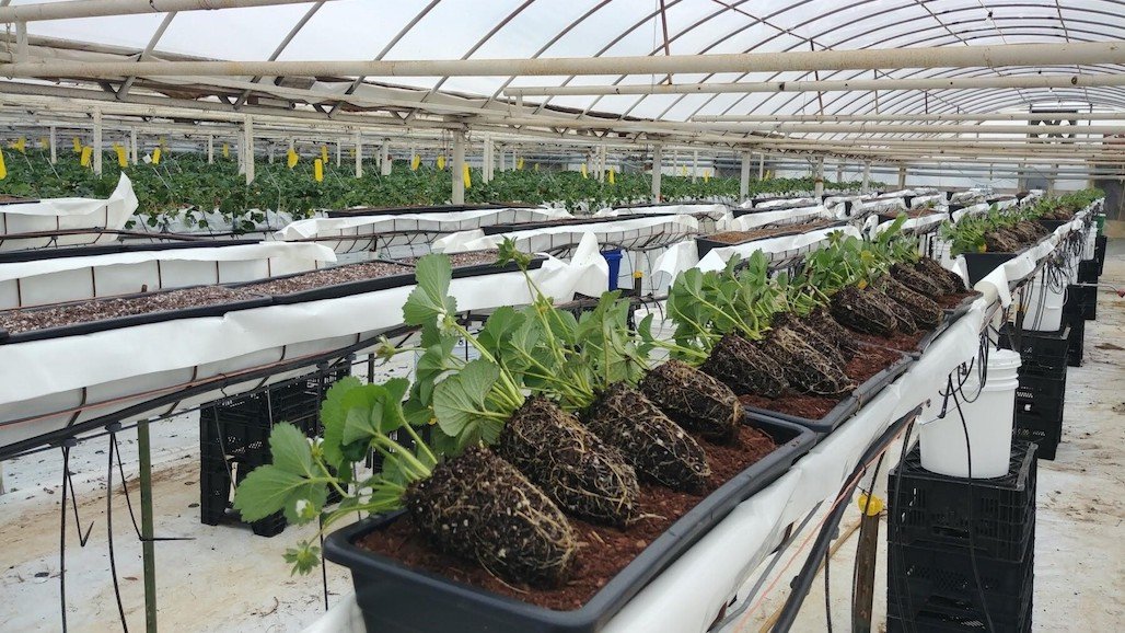 strawberry growing media
