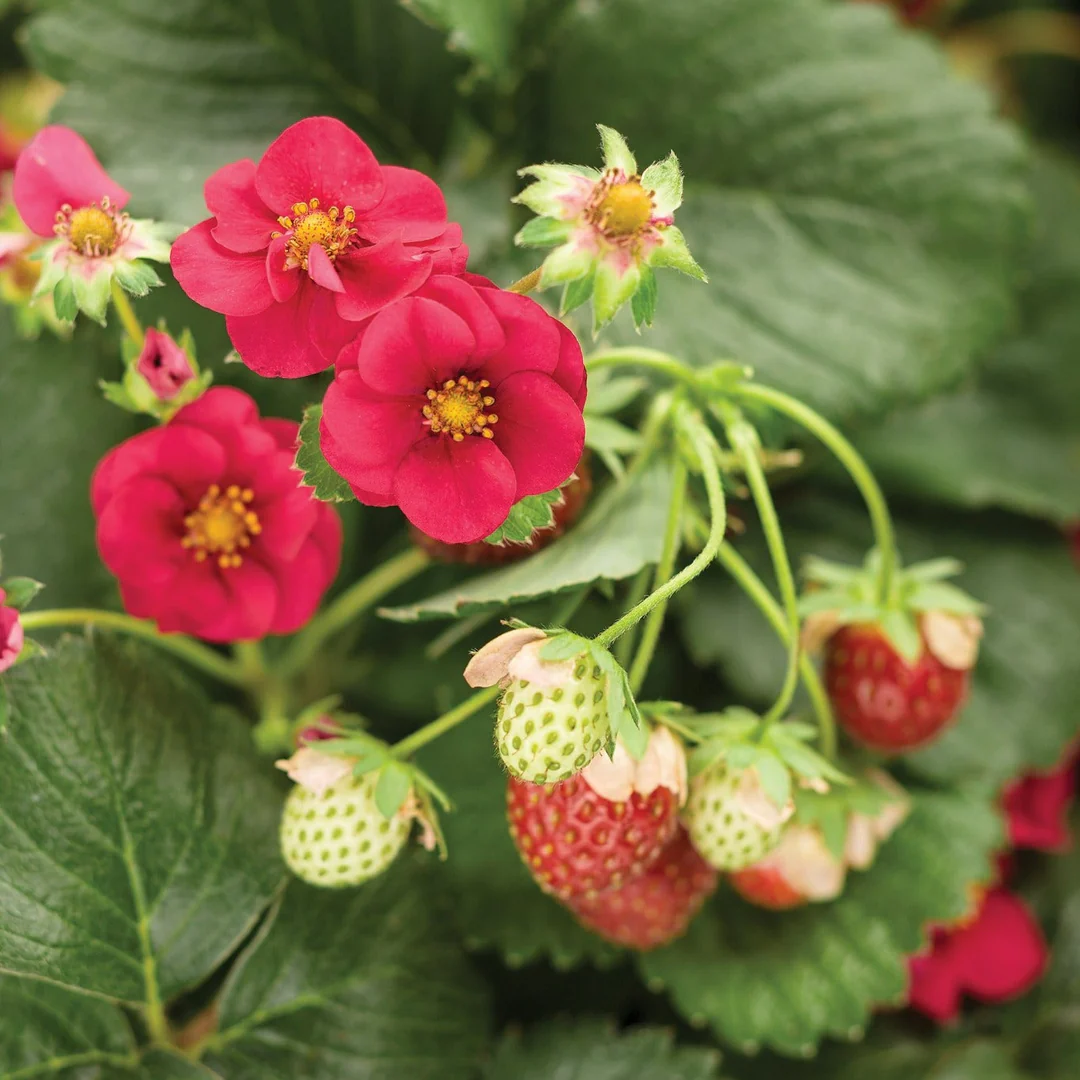 Strawberry plant growth habit and fruits