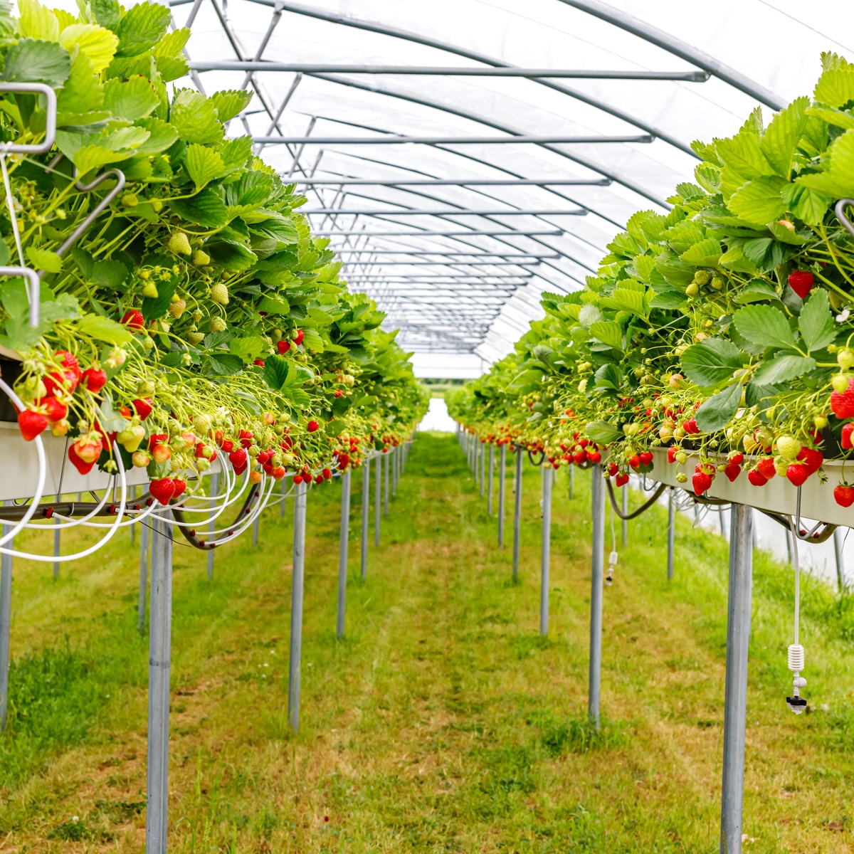 Strawberry polyhouse structure
