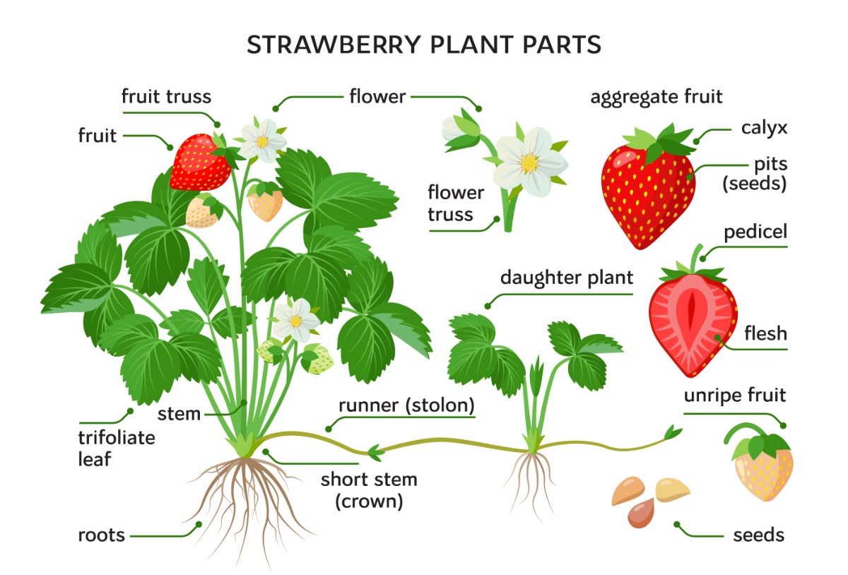 Strawberry plant guide