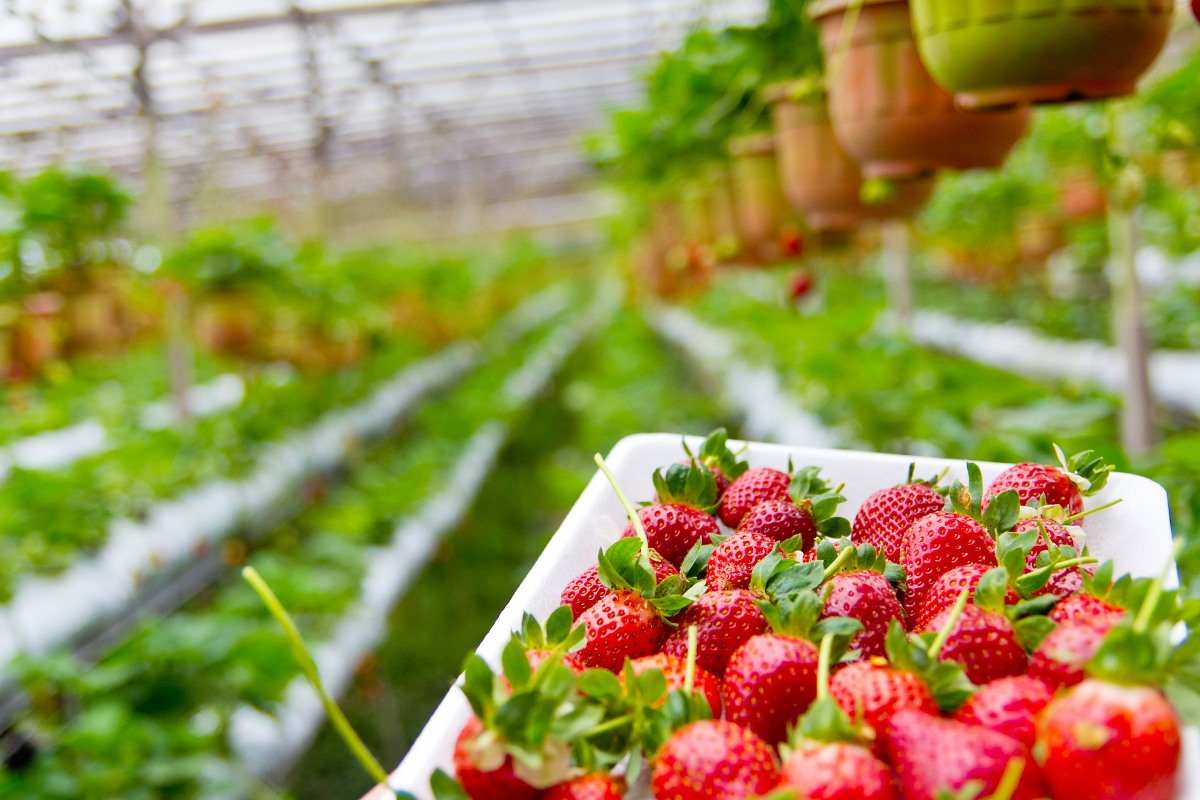 Strawberry cultivation under polyhouse: varietal traits, climate management, and commercial fruit production