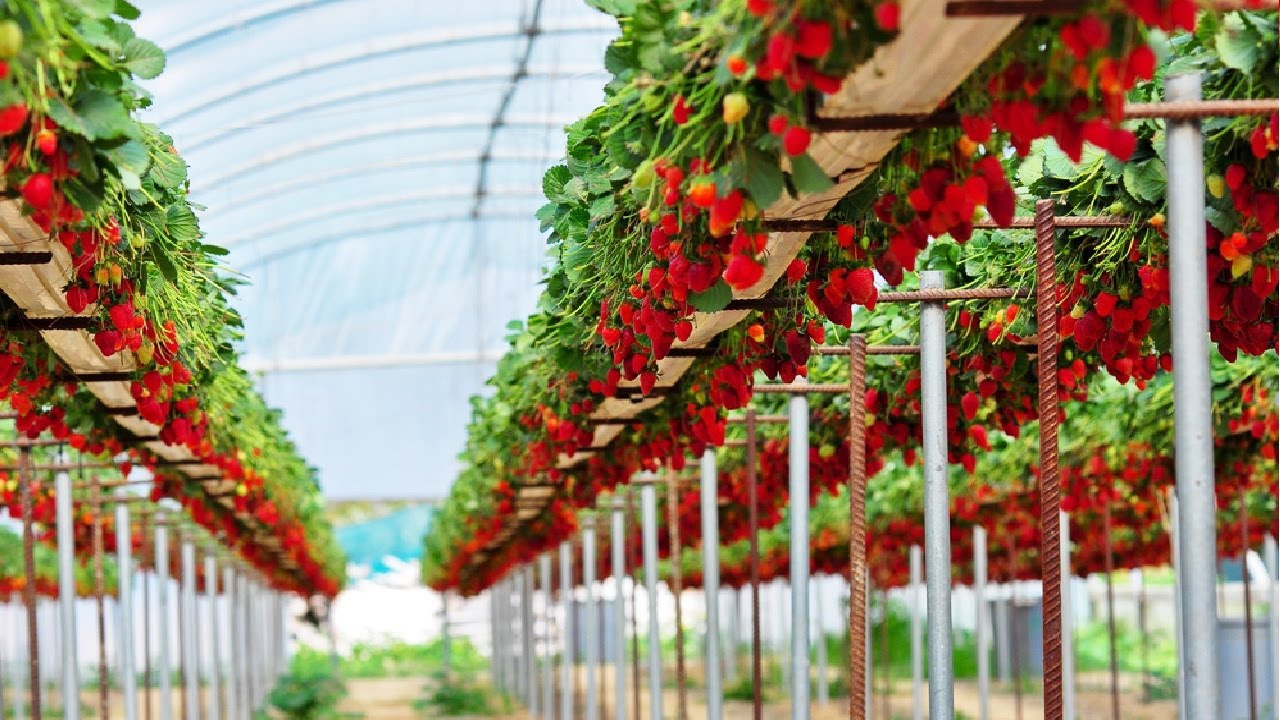 Commercial strawberry polyhouse production