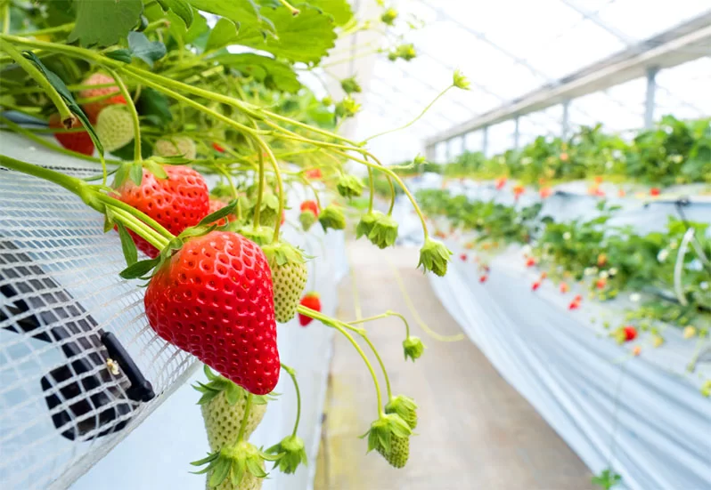 Strawberry variety