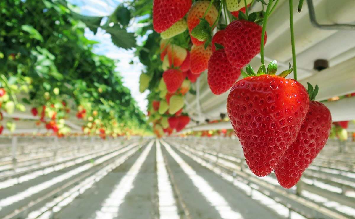 Strawberry variety