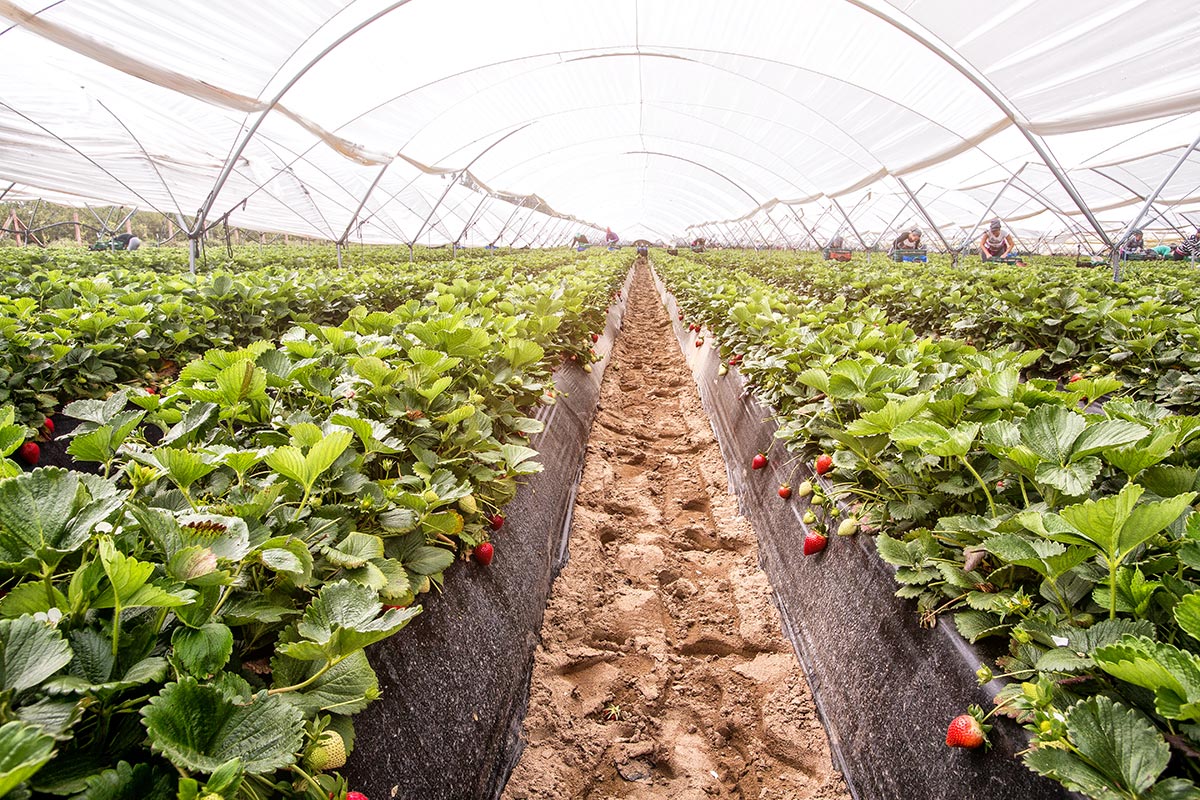 Commercial strawberry polyhouse production
