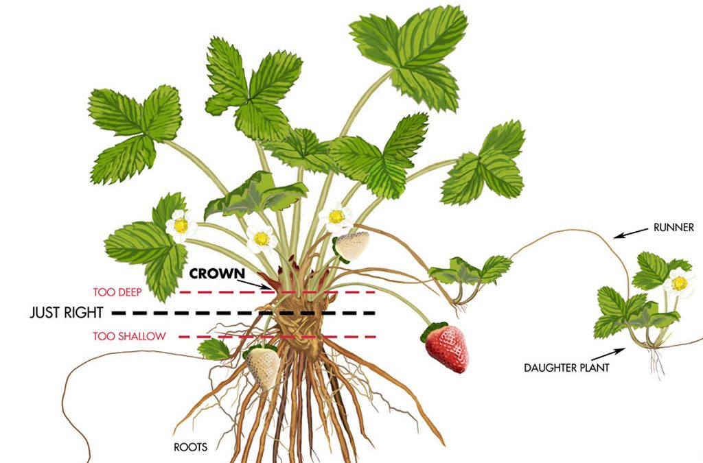 Strawberry plant guide