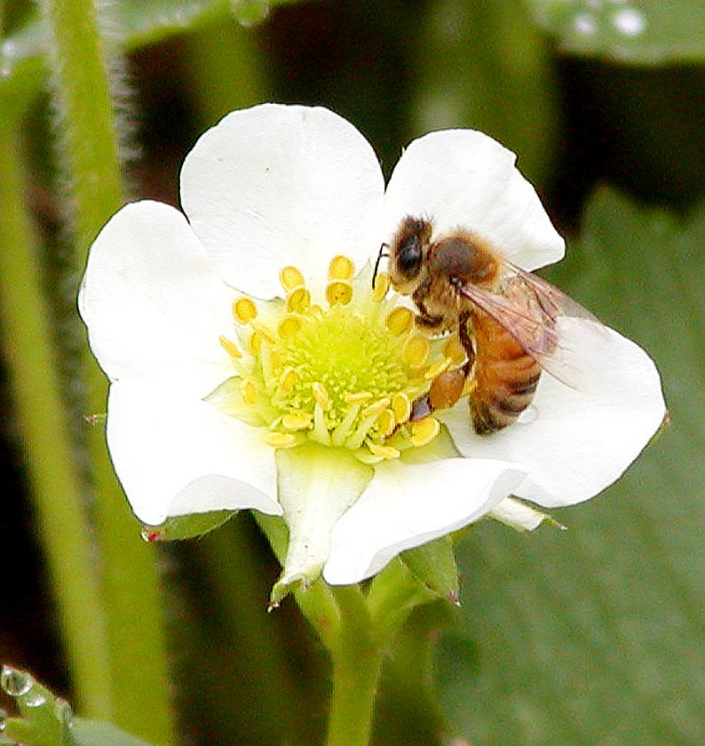 strawberry pollination