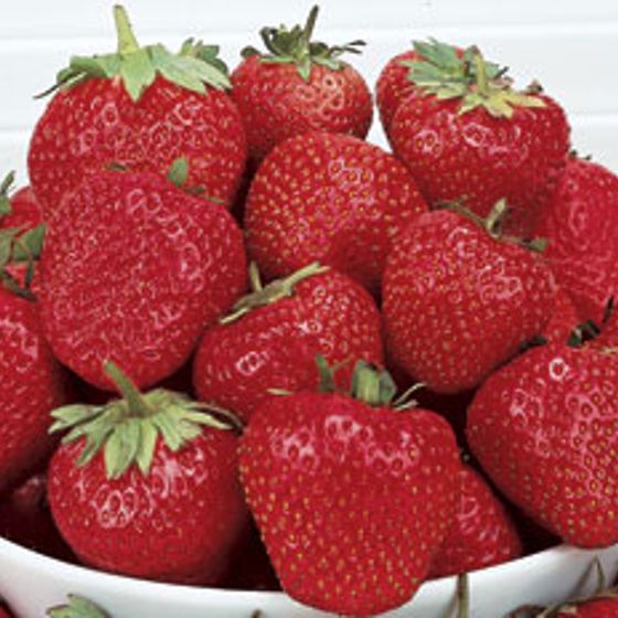 strawberry variety
