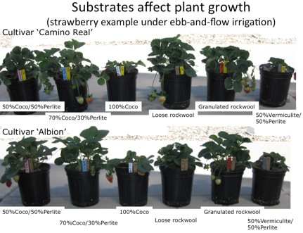 strawberry growing media