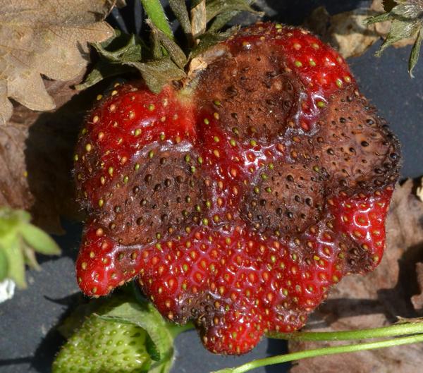 Fruit Rot of Strawberry