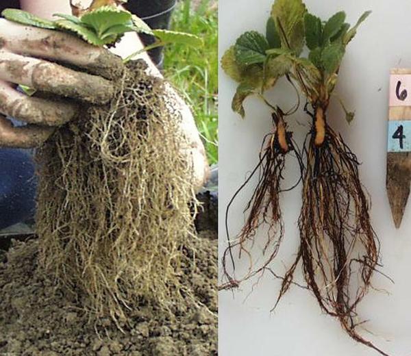 Root rots in Strawberry