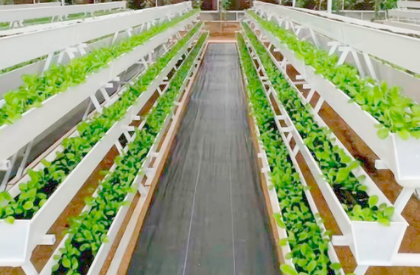 Full fledged farm