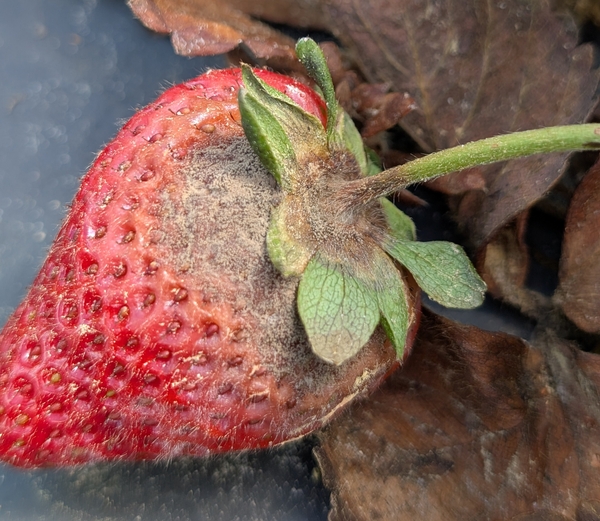 Strawberry GrayMold