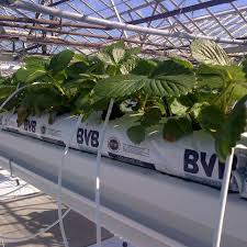 well spaced grow bag system