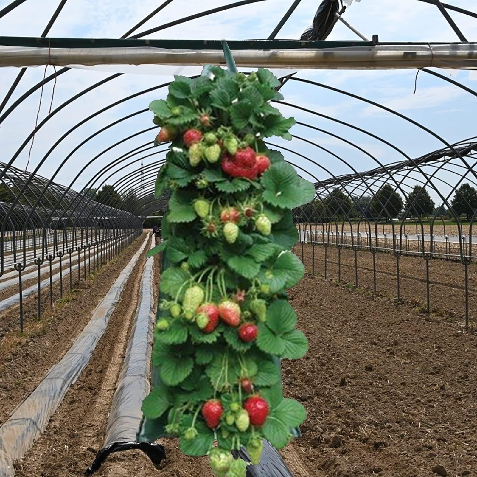 Plant Hanging upside down