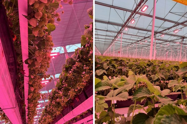 Strawberry Lighting system