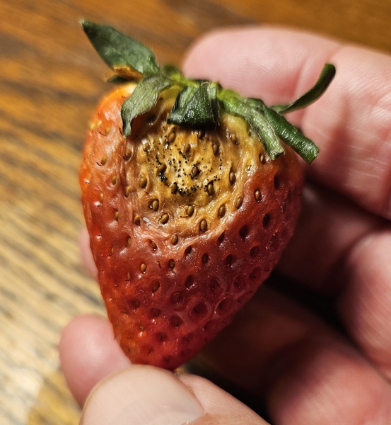 Fruit Rot of Strawberry