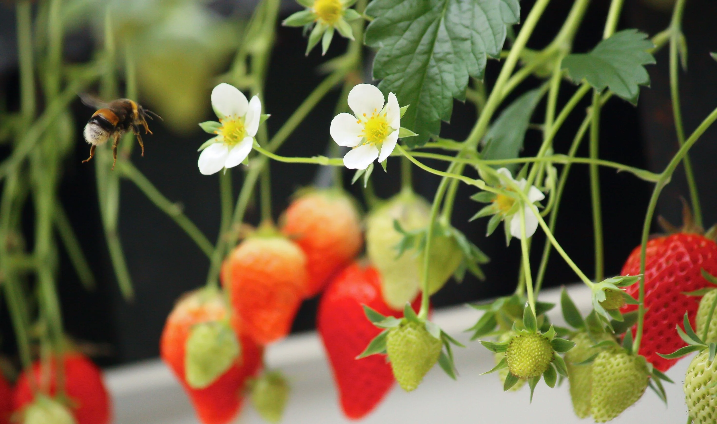 Moderate strucutre help in pollination