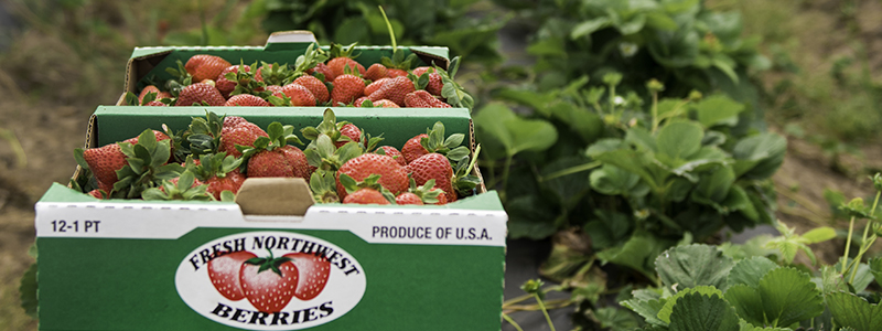post harvest process and storage