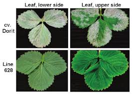 strawberry powdery mildew