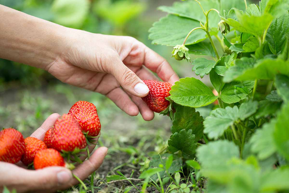 harvesting picks