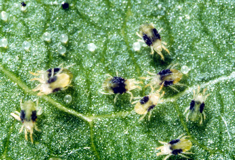 Strawberry spidermite
