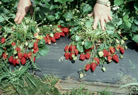 Strawberry fertigation under polyhouse