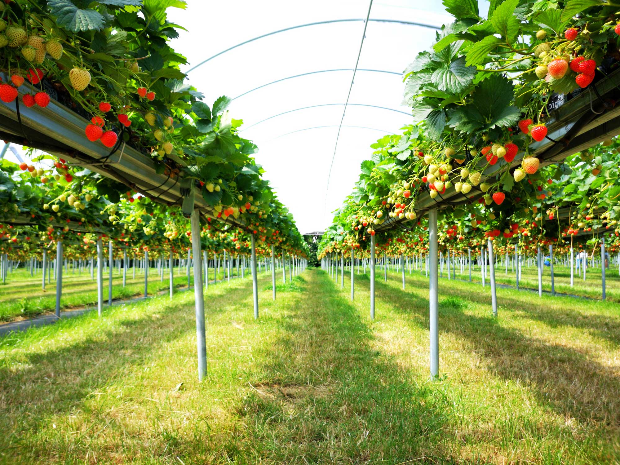Polyhouse climate management for strawberry