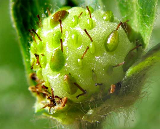 fruit setting in strawberry