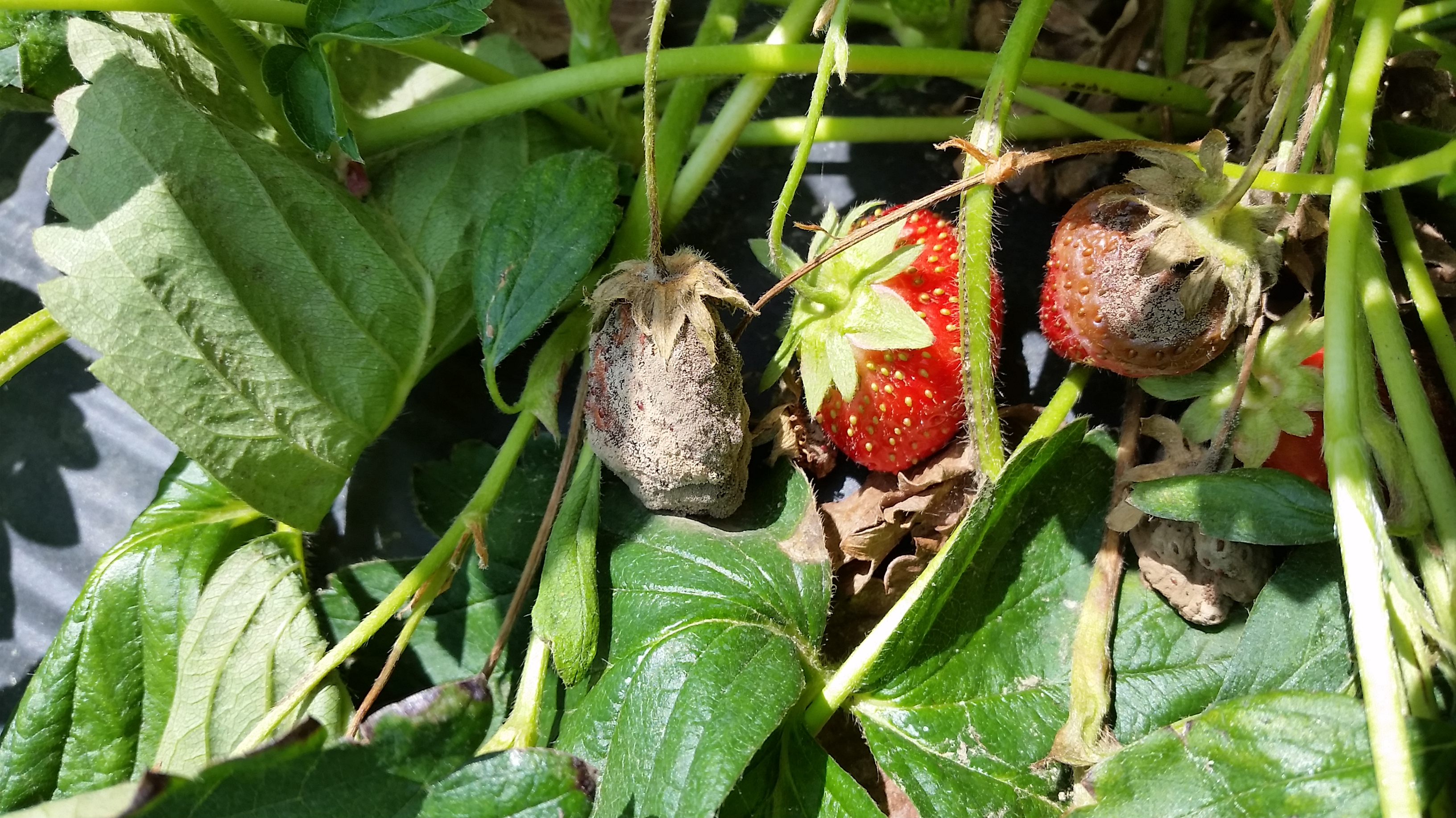 wet weather rot