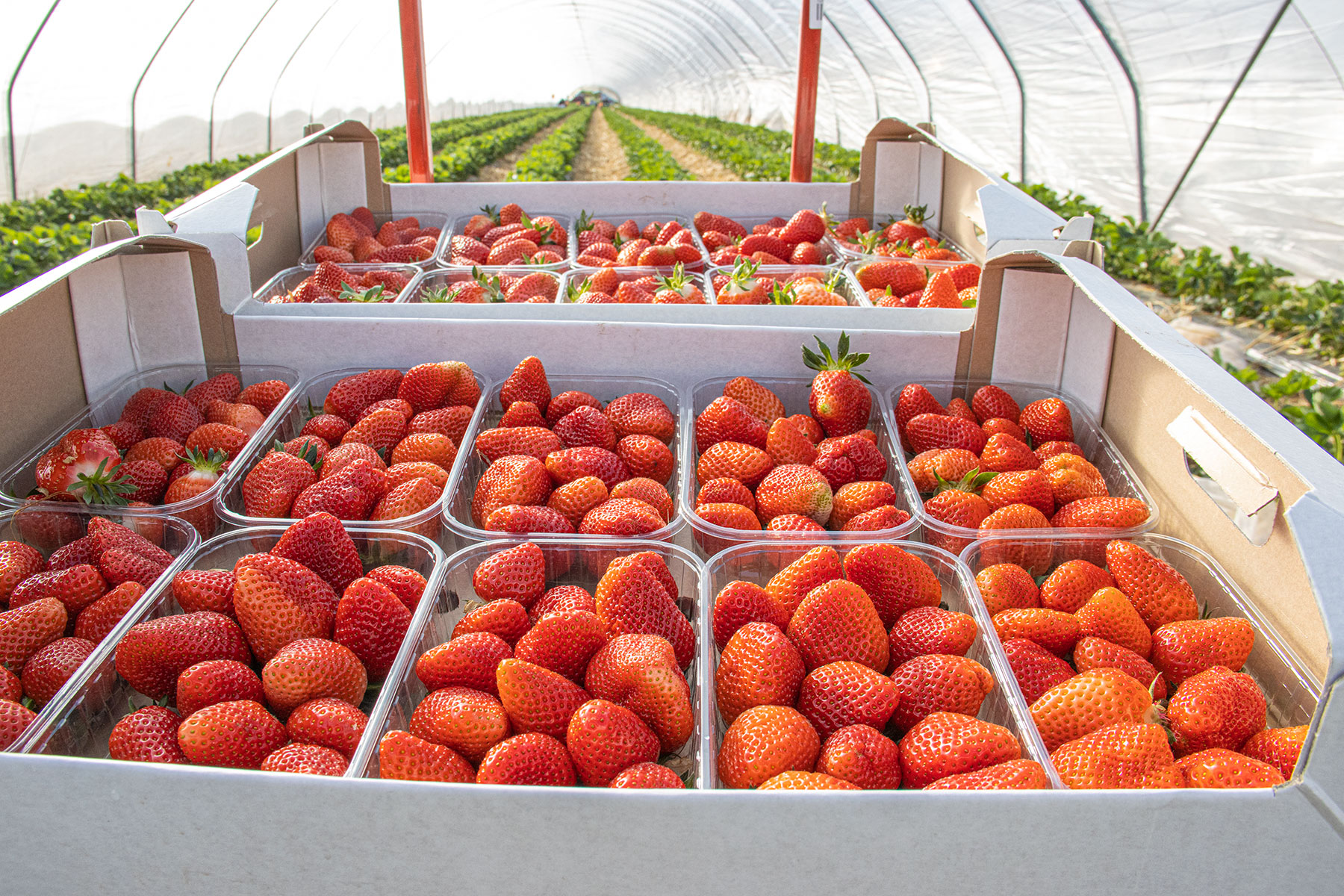 protected farm yield
