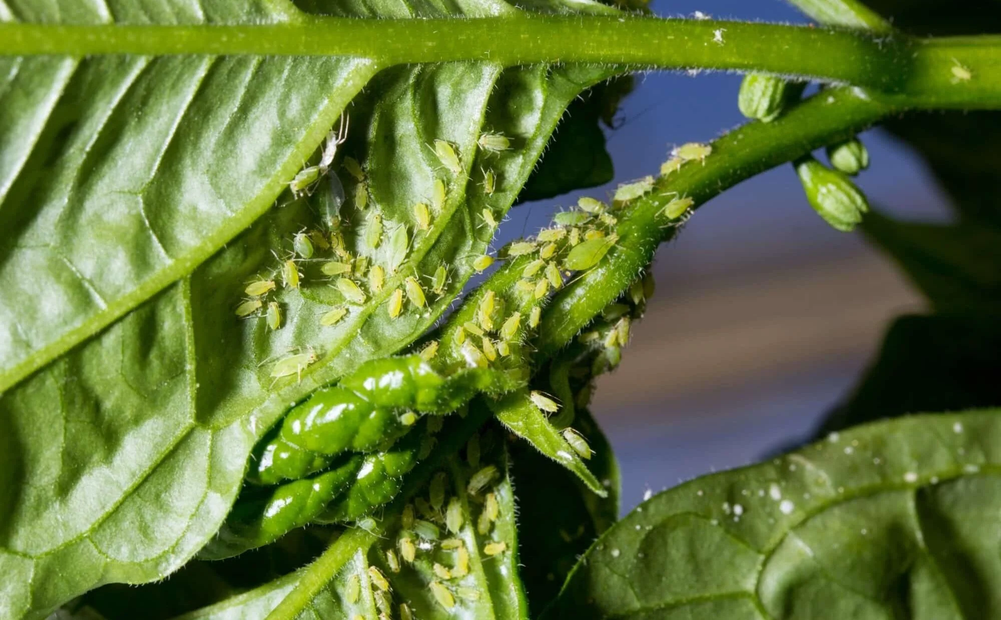 aphids on sweet chilli