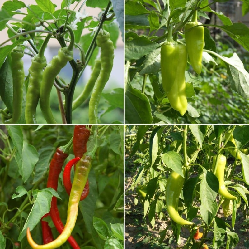 Sweet chilli cultivation in grow bags under polyhouse: scientific principles, crop management, and productivity