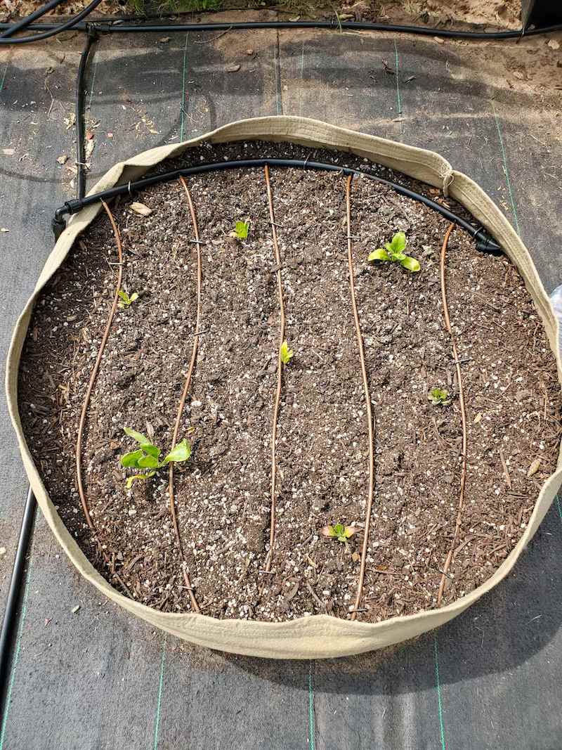 growbag cultivation of sweet chilli