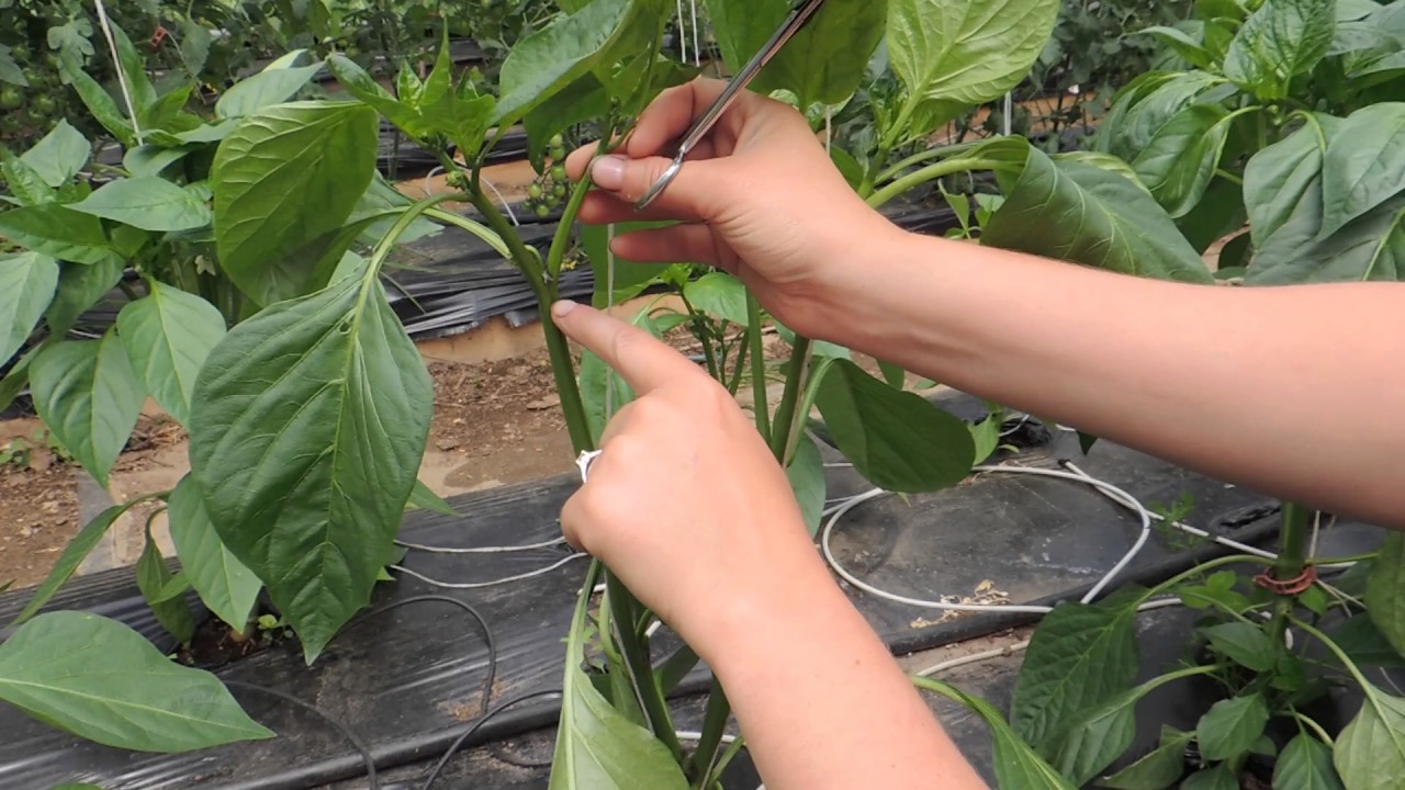 Training of sweet chilli