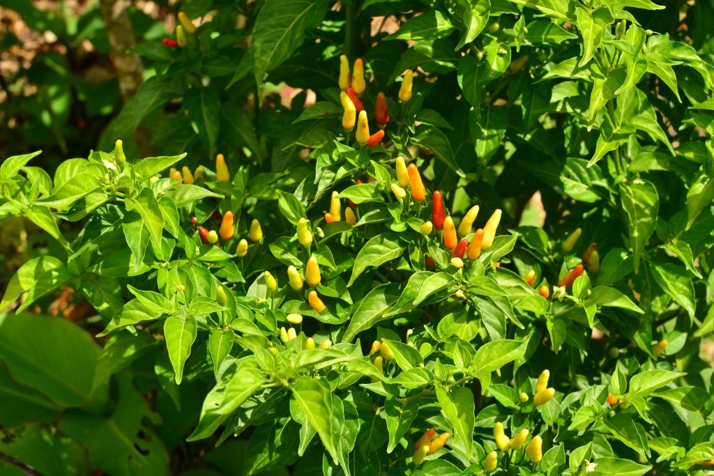 fuitiing of sweet chilli