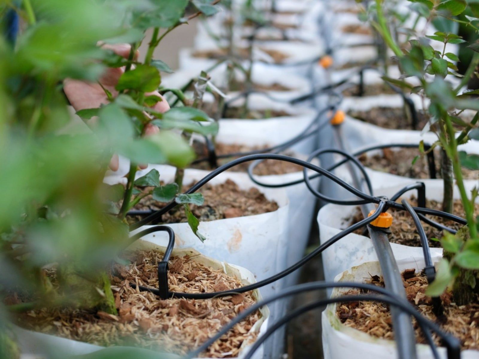fertigation of sweet chilli