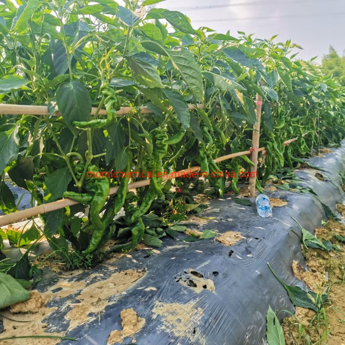 spacing of sweet chilli plants