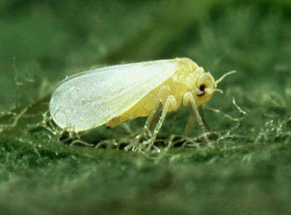 white flies on sweet chilli