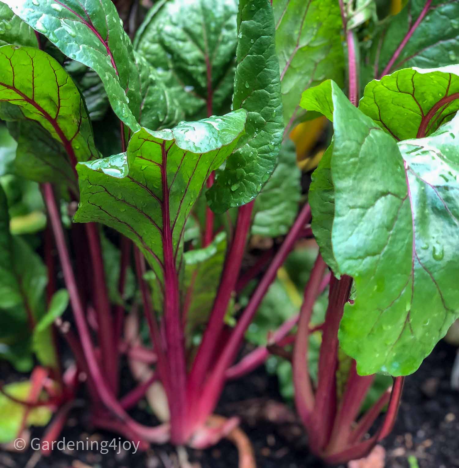 Growth Habit of Swiss Chard