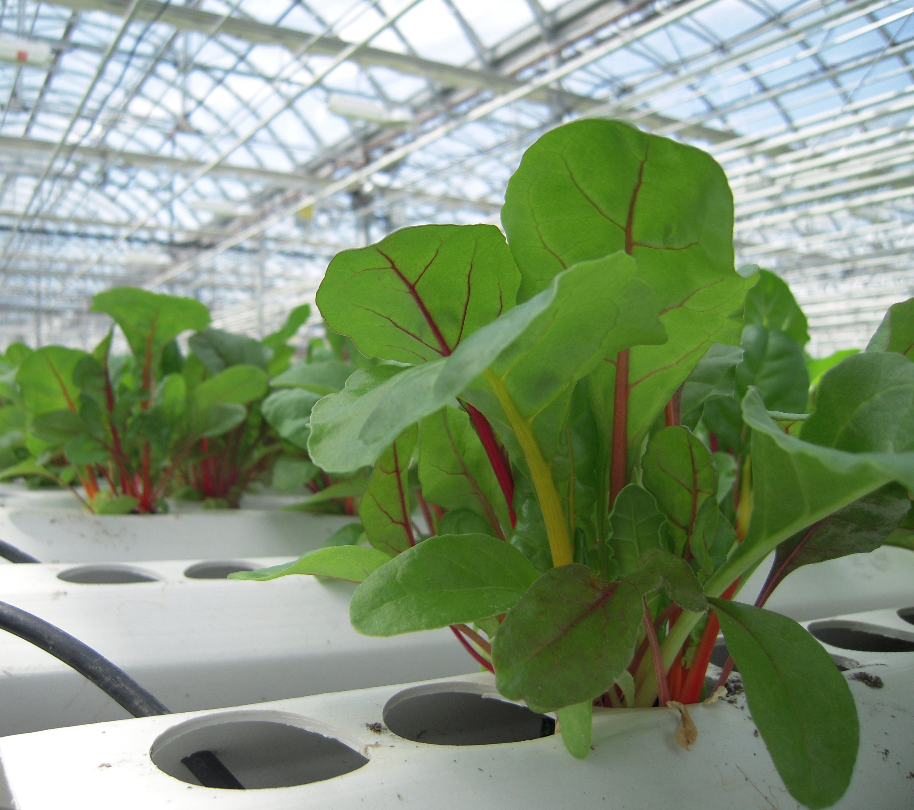 Swiss Chard (Beta vulgaris var. cicla) cultivation under NFT hydroponic system: botanical traits, nutrient management, and commercial yield potential